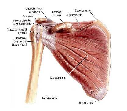 shoulder joint.