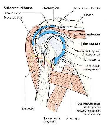 During abduction of the shoulder joint, the supraspinatus tendon is exposed to friction against the acromion.