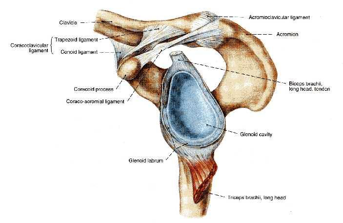 The glenoid cavity is deepened by the