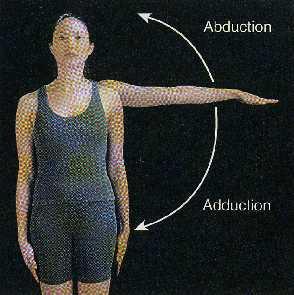 Rupture of the tendon seriously interferes with the normal abduction movement of the shoulder joint.