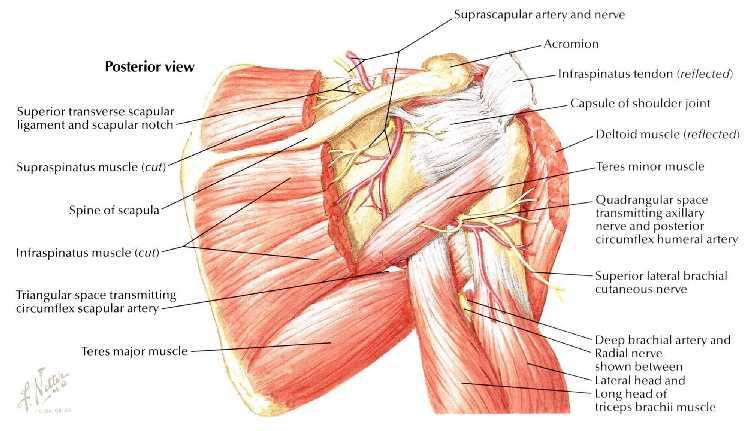 SHOULDER PAIN The synovial membrane, capsule, and ligaments of the shoulder joint are innervated by the axillary nerve and the suprascapular nerve.