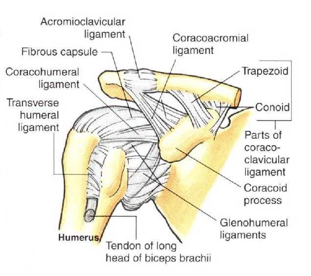 LIGAMENTS 3. The coracohumeral ligament strengthens the capsule from above and stretches from the root of the coracoid process to the greater tuberosity of the humerus.