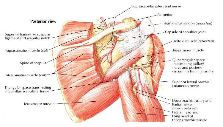 NERVE SUPPLY Articular branches of