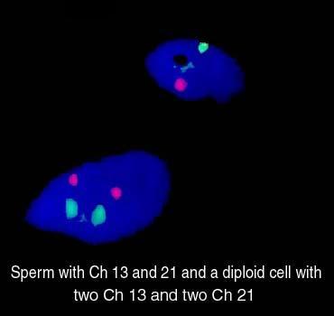 Ch 18 and Y or Ch 18 and X; (D): Sperms
