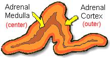 The adrenal glands are orange-colored endocrine glands which are located on the top of both kidneys.