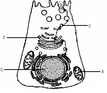 (b) Diagram 6 (b) shows the organelles involved during the synthesis and secretion of an enzyme in animal cell.