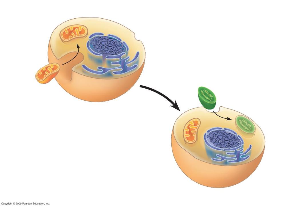 mitochondria and chloroplasts were once prokaryotic cells that began living in larger cells Evidence: Both