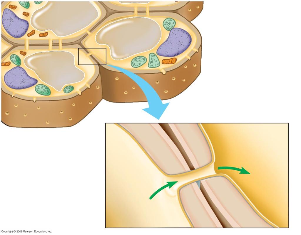 Cell Walls Found in plant cells (also some bacteria and protists as well