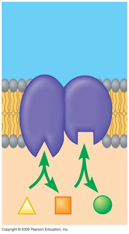 Walls of two adjacent plant cells Plasmodesmata Fig. 4.