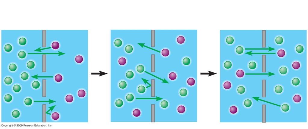 Passive Transport Requires no energy Molecules of dye Membrane Equilibrium Diffusion - tendency for particles to spread out evenly Two different substances Membrane