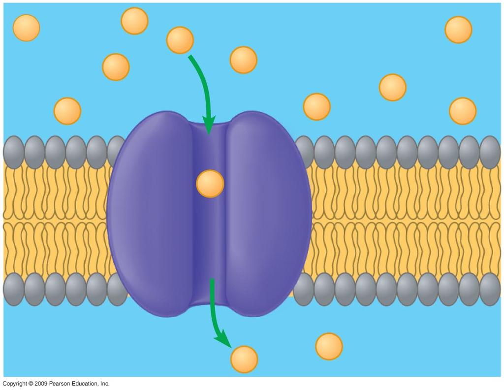 Passive Transport: Facilitated Diffusion Using a protein to aid in transport across a Ex.