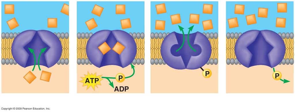 substances against their concentration gradient Require energy (ATP) Transport protein Solute Protein changes shape 1 Solute binding 2 Phosphorylation 3 Transport Phosphate