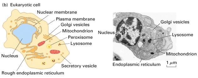 2. Eukaryotic cells ( true nucleus) have a nucleus, subcellular organelles unicellular