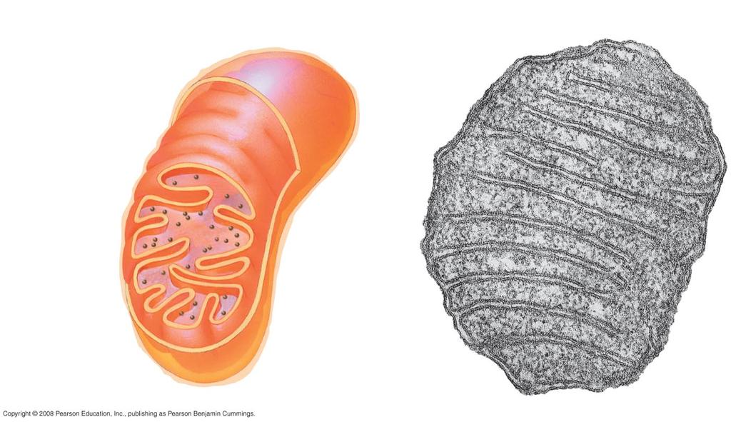 Mitochondria Have ribosomes that resemble those of prokaryotes Intermembrane space Outer membrane Free ribosomes in the mitochondrial matrix