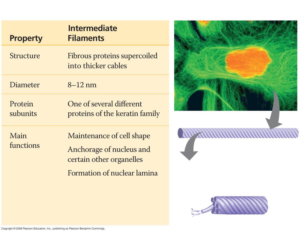 Intermediate Filaments 5 µm Keratin proteins