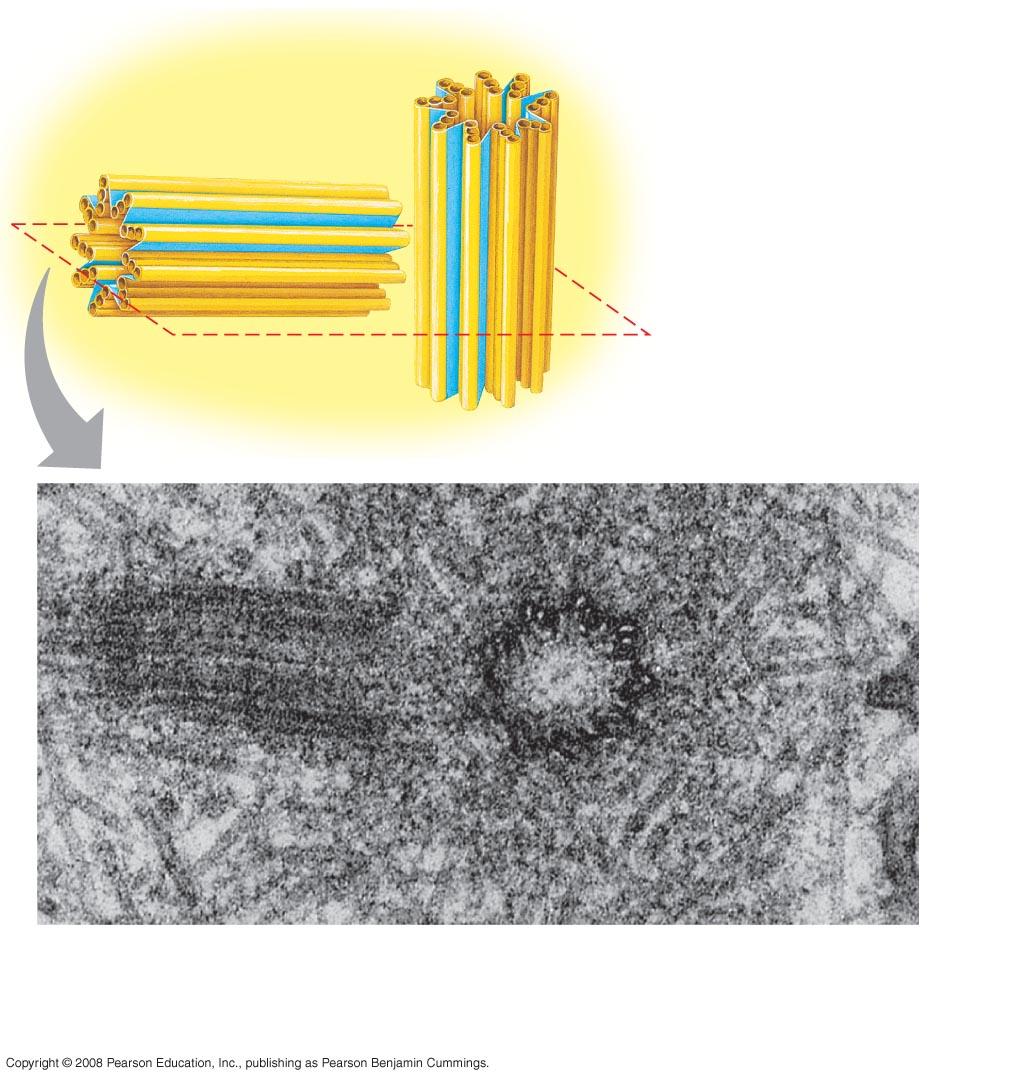 Centrosome Centrosomes Centrioles Microtubule 0.