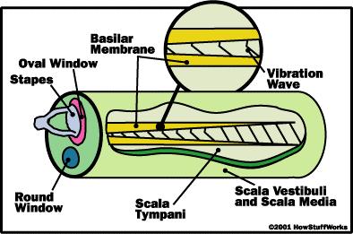 The cochlea (1) It separates sound into its various components If uncoiled it becomes a tapering conical tube filled with fluid It is divided in