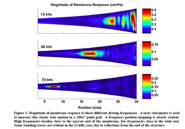 Frequency perception (1) For low-frequencies, impulses are synchronous with the wave Firing rates are usually very