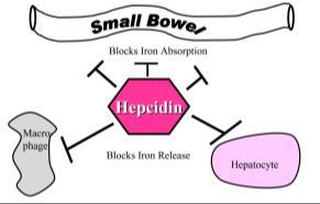 Normal iron regulation Hepcidin Activity depends on iron stores Binds