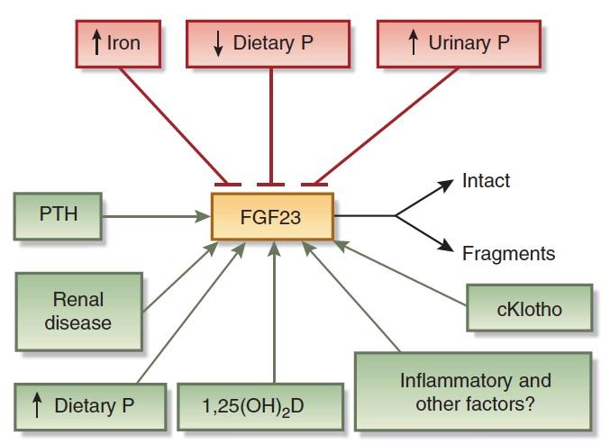 Regulation of FGF23 synthesis/secretion by