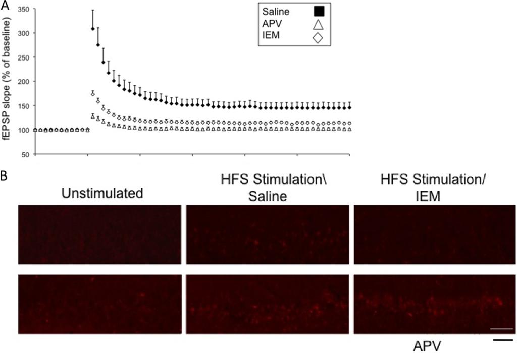 FIGURE 5. HFS-induced LTP is blocked by inhibitors of either NMDARs or CP-AMPARs, but only inhibitors of CP-AMPARs block HFS-induced p38 activation.