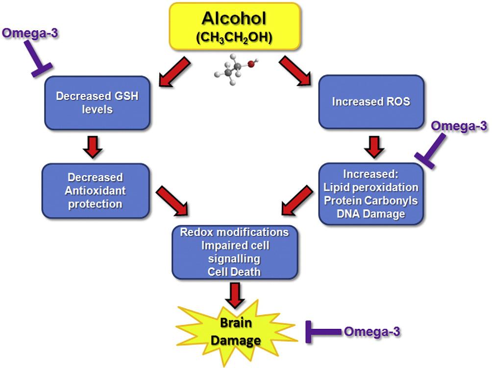 A.R. Patten et al. / Journal of Nutritional Biochemistry 24 (2013) 760 769 767 Fig. 4. FASD and oxidative stress the effect of omega-3 fatty acid supplementation.