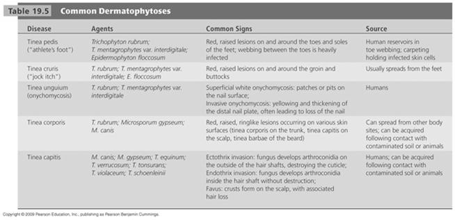 Common Dermatophytes [INSERT TABLE 19.