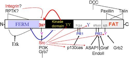 36 Cancer Metastasis Rev (2009) 28:35 49 Fig. 1 FAK structure, phosphorylation sites, and its associated proteins.