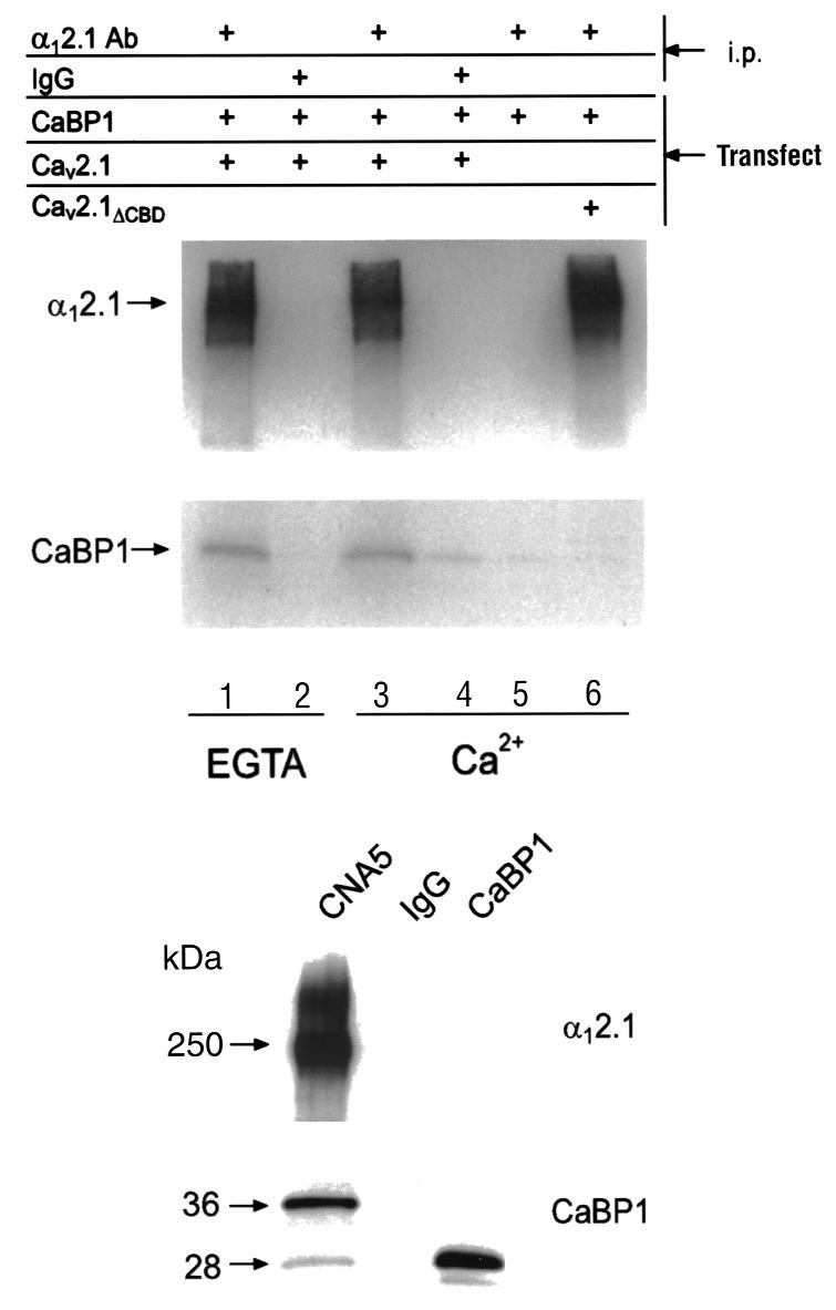 a (Fig. 1a). To determine whether CaBP1 an sustitute for CaM in interations with Ca v 2.1 hannels, we tested the aility of CaBP1 to interat with various intraellular domains of the α 1 2.1 suunit.