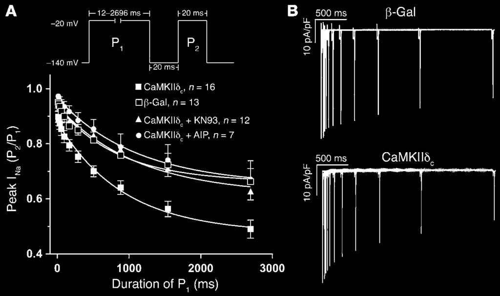 Figure 3 CaMKIIδ c increases I IM of I Na in rabbit myocytes (10 mm [Na + ] o). (A) Increasing conditioning pulse duration (P 1) reduced peak I Na assessed with a second pulse (P 2).