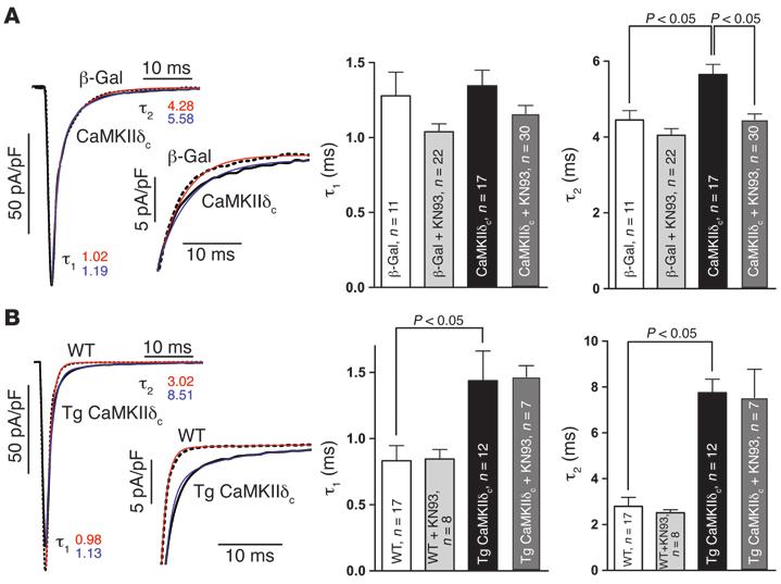 Figure 5 CaMKIIδ c slows fast decay of I Na. (A) Original traces show that CaMKIIδ c slows fast I Na inactivation in rabbit myocytes versus β-gal.