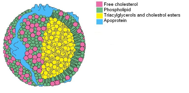 Lipoprotein particles transport triacylgl