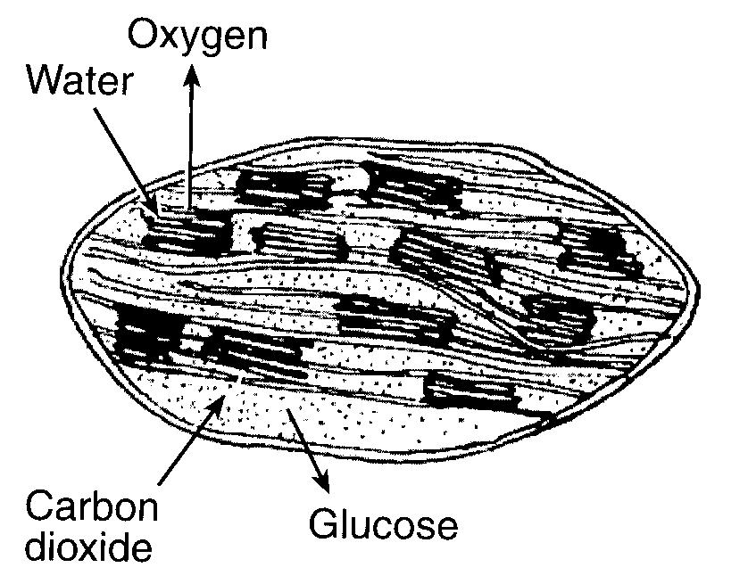 16. Base your answer to the following question on The diagram below represents a cell in water. Formulas of molecules that can move freely across the cell membrane are shown.