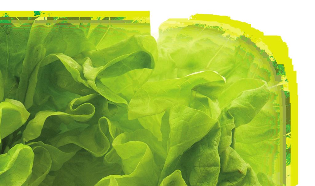Ideas for a normal day on the diet Other recipe ideas Try different lettuces such as rocket and crispy leaf, don t just stick to the iceberg lettuce.