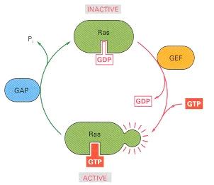 RAS: structure and functions Gene cod12 cod13