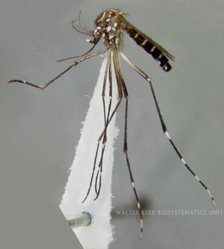 Primary Vectors of CHIKV Aedes (Stg.) aegypti (Linnaeus, 1762) Yellow Fever Mosquito Bionomics: In association with man, Ae. aegypti will use any and all natural and artificial containers.