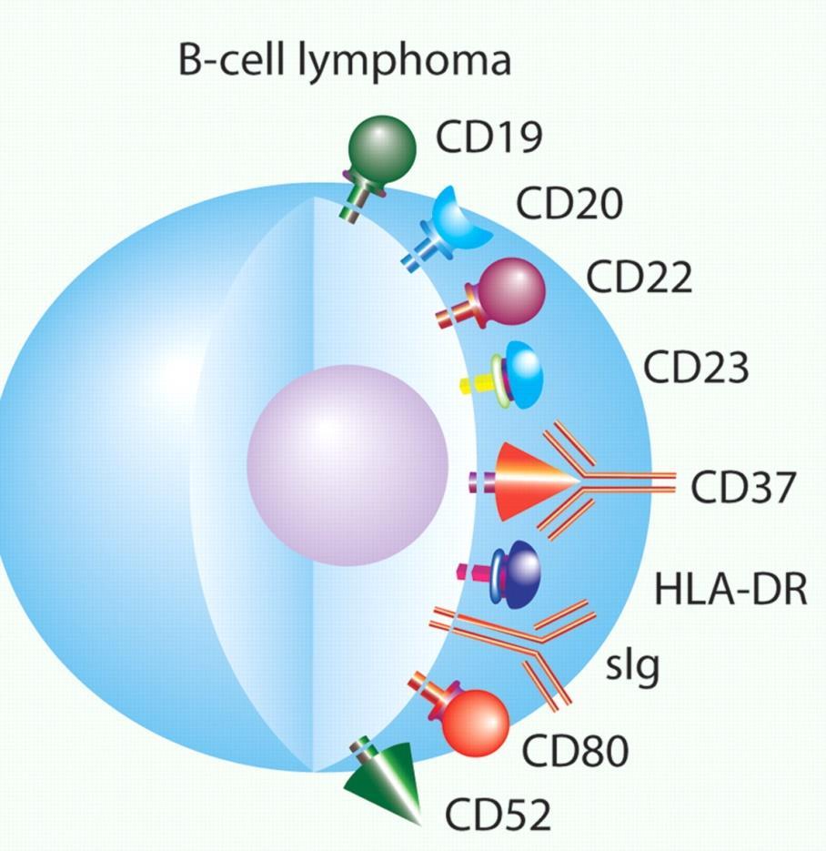 Designing novel therapies for NHL Non-Hodgkin lymphoma the majority are B-cell lymphomas B-cells