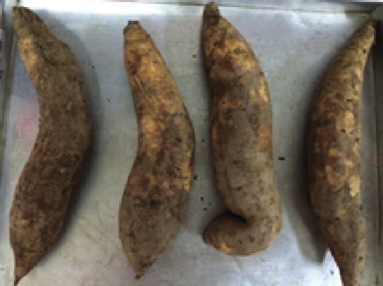 Figure 1: Cilembu Sweet Potato. T 1: The effect CMC addition on Cilembu sweet potato velva overrun.