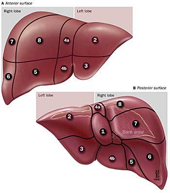 Liver Anatomy Couinaud Segments Based on vascular anatomy Important for