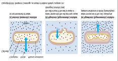 Principles of Osmosis Active Processes 1) Active Transport-transporter transporter proteins move substances across cell membrane while using energy (ATP) Cell Membrane