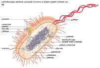 Prokaryote structure Plasmids Small, circular, extra-chromosomal DNA 5-100 genes Carry genes for antibiotic resistance, synthesis of enzymes, and production of toxins Transferred from 1 bacteria to
