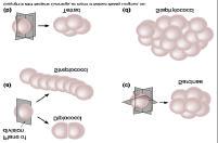 Arrangements Common bacterial arrangements Diplo Strepto Staphylo Tetrads Sarcinae Note: some bacteria are pleomorphic ( have many different shapes) Bacterial Arrangements Structures External to the
