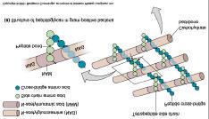 Bacterial Cell Wall Structure Gram (+) Cell Walls Contain thick layer of peptidoglycan