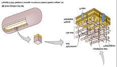 types: *lipoteichoic-links links peptidoglycan layer to cell membrane *wall-links links
