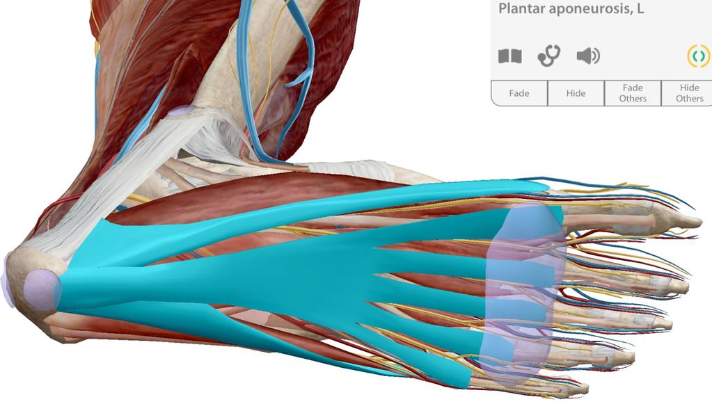 Pain associated with Plantar Fasciitis is located in the plantar fascia, or plantar aponeurosis, a strong layer of white fibrous tissue located beneath the skin on the sole of the foot, connecting