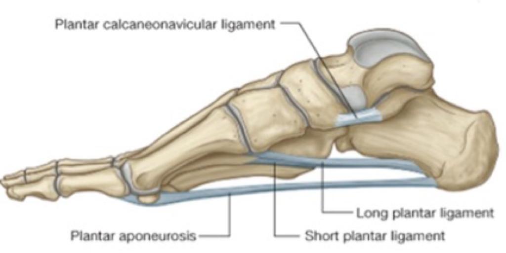The medial portion overlies the muscles to the hallux (big toe), while the lateral portion overlies muscles to the fifth metatarsal (little toe).
