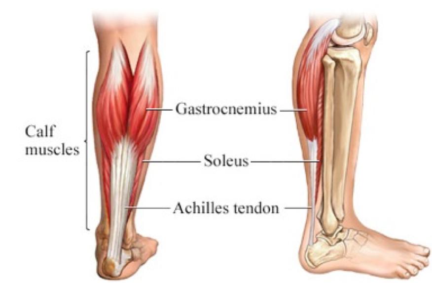 Also important to address, are the muscles and tendons of the lower leg and ankle, specifically the calf muscles and Achilles tendon.