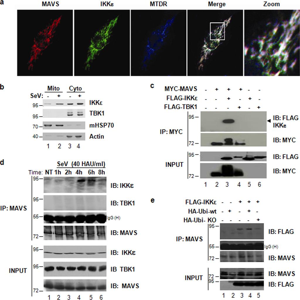 3404 PAZ ET AL. MOL. CELL. BIOL. FIG. 1. MAVS directly recruits IKKε to the mitochondria. (a) COS-7 cells were transfected with IKKε and MAVS expression plasmids.