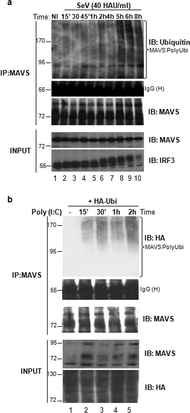 VOL. 29, 2009 UBIQUITIN-REGULATED RECRUITMENT OF IKKε TO MAVS 3405 FIG. 2. Endogenous MAVS is ubiquitinated following viral infection.