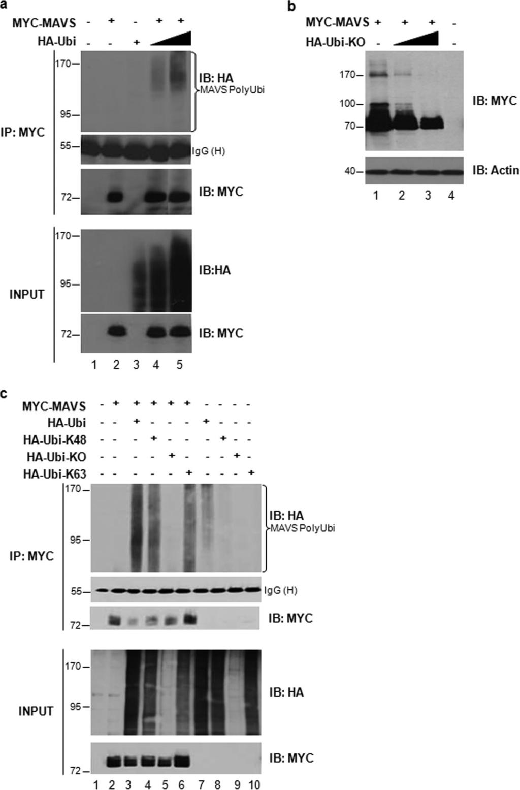 3406 PAZ ET AL. MOL. CELL. BIOL. FIG. 3. MAVS undergoes K63- and K48-linked ubiquitination in vivo. (a) HEK293 cells were transfected with Myc-MAVS and increasing amounts of HA-ubiquitin as indicated.